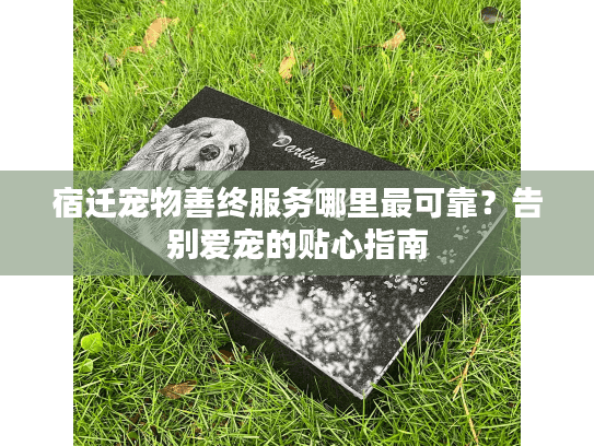 宿迁宠物善终服务哪里最可靠？告别爱宠的贴心指南