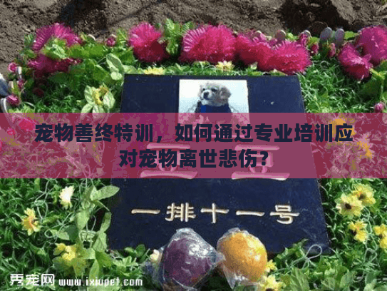 宠物善终特训，如何通过专业培训应对宠物离世悲伤？
