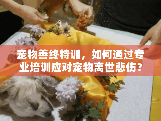 宠物善终特训，如何通过专业培训应对宠物离世悲伤？