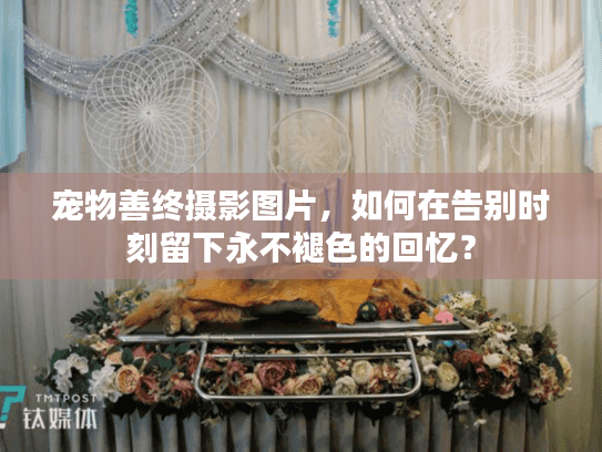 宠物善终摄影图片，如何在告别时刻留下永不褪色的回忆？