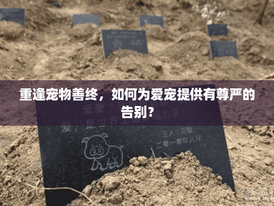 重逢宠物善终，如何为爱宠提供有尊严的告别？