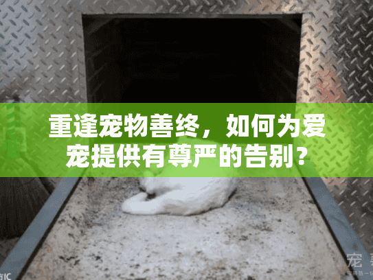 重逢宠物善终，如何为爱宠提供有尊严的告别？