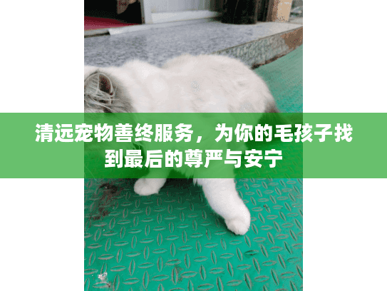 清远宠物善终服务，为你的毛孩子找到最后的尊严与安宁