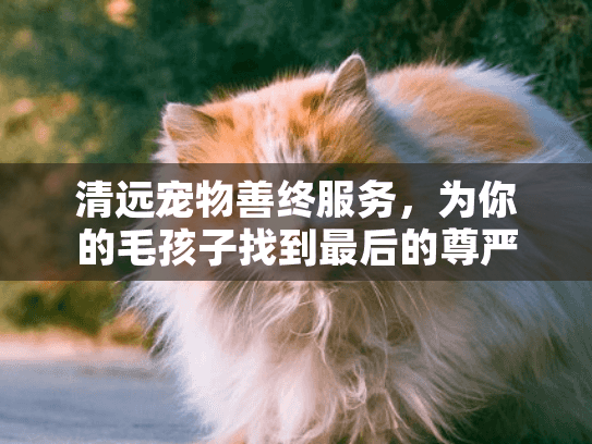 清远宠物善终服务，为你的毛孩子找到最后的尊严与安宁