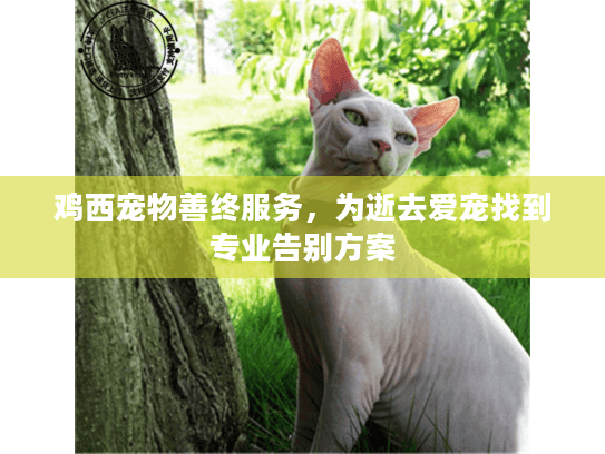 鸡西宠物善终服务，为逝去爱宠找到专业告别方案