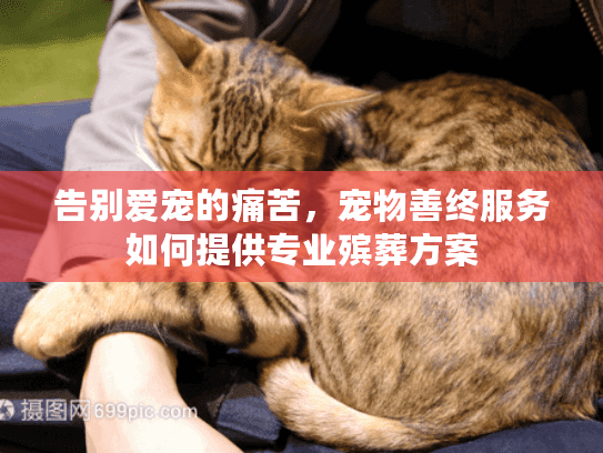 告别爱宠的痛苦，宠物善终服务如何提供专业殡葬方案