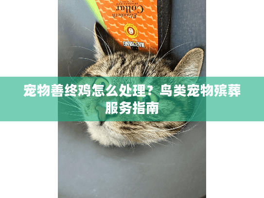 宠物善终鸡怎么处理？鸟类宠物殡葬服务指南
