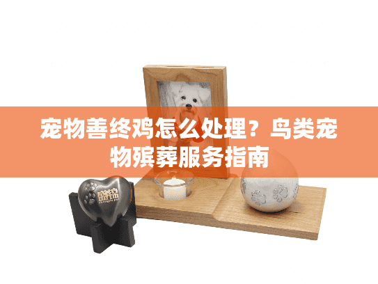宠物善终鸡怎么处理？鸟类宠物殡葬服务指南