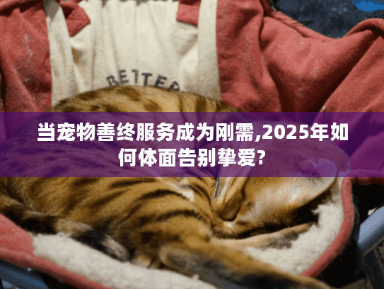 当宠物善终服务成为刚需,2025年如何体面告别挚爱?