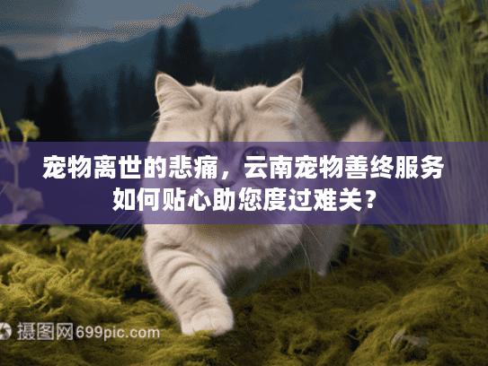 宠物离世的悲痛，云南宠物善终服务如何贴心助您度过难关？
