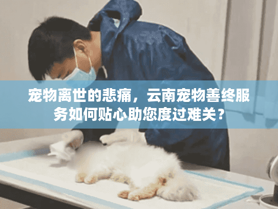 宠物离世的悲痛，云南宠物善终服务如何贴心助您度过难关？