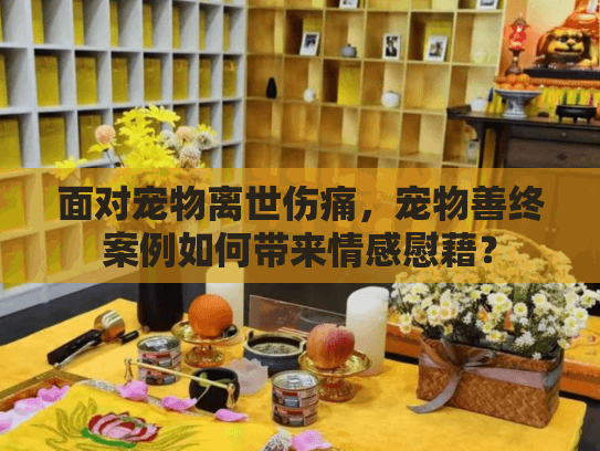 面对宠物离世伤痛，宠物善终案例如何带来情感慰藉？