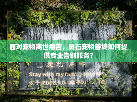 面对宠物离世痛苦，灵石宠物善终如何提供专业告别服务？