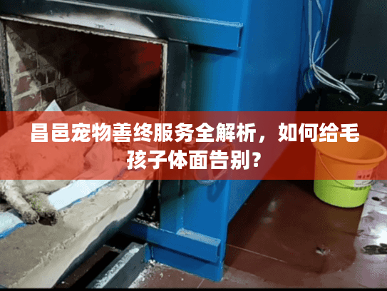昌邑宠物善终服务全解析，如何给毛孩子体面告别？