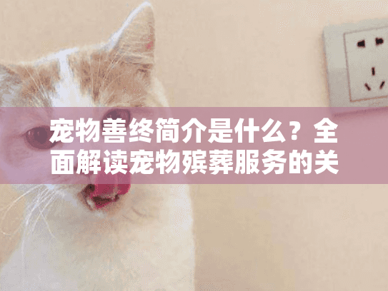 宠物善终简介是什么？全面解读宠物殡葬服务的关键问题