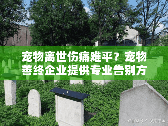 宠物离世伤痛难平？宠物善终企业提供专业告别方案