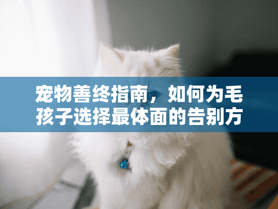 宠物善终指南，如何为毛孩子选择最体面的告别方式？