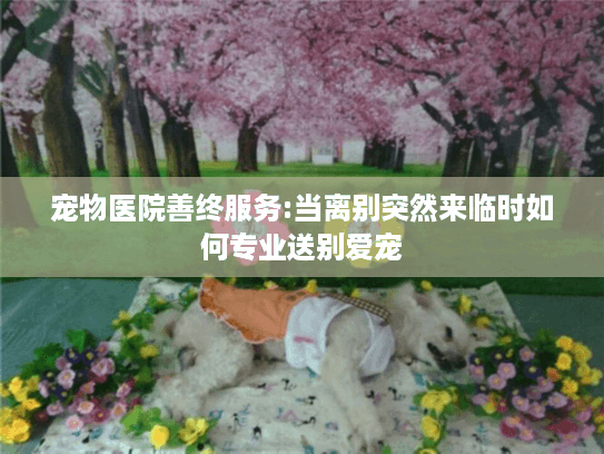 宠物医院善终服务:当离别突然来临时如何专业送别爱宠