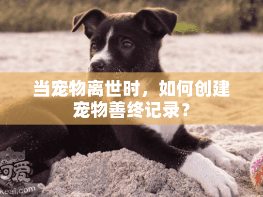 当宠物离世时，如何创建宠物善终记录？