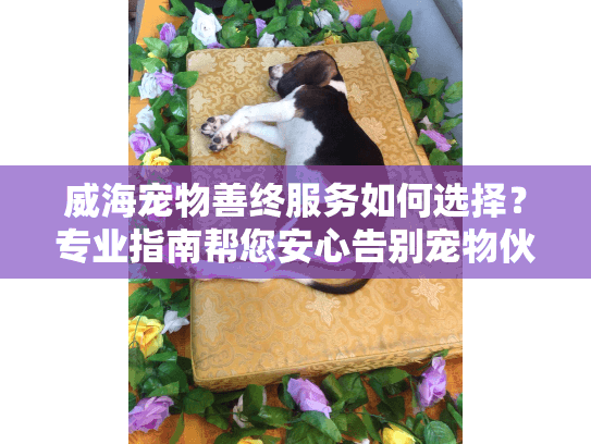威海宠物善终服务如何选择？专业指南帮您安心告别宠物伙伴