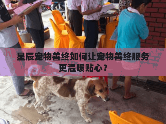 星辰宠物善终如何让宠物善终服务更温暖贴心？