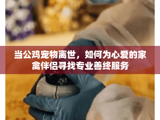 当公鸡宠物离世，如何为心爱的家禽伴侣寻找专业善终服务