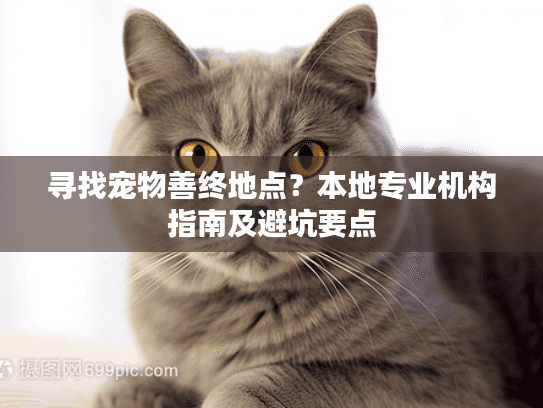 寻找宠物善终地点？本地专业机构指南及避坑要点