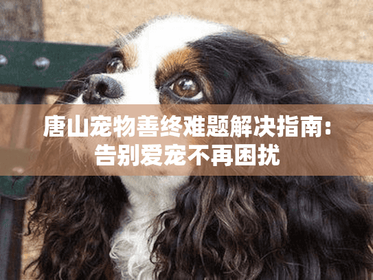 唐山宠物善终难题解决指南:告别爱宠不再困扰