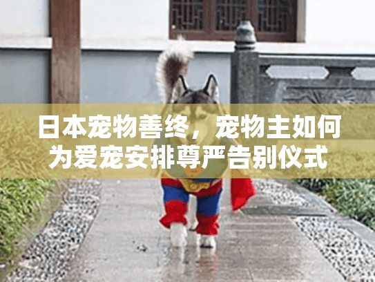 日本宠物善终，宠物主如何为爱宠安排尊严告别仪式？
