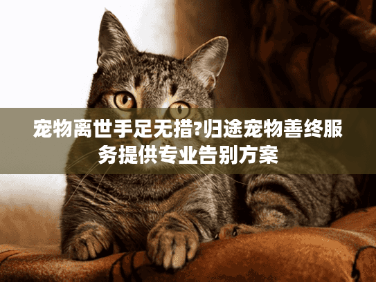 宠物离世手足无措?归途宠物善终服务提供专业告别方案