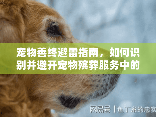宠物善终避雷指南，如何识别并避开宠物殡葬服务中的常见陷阱与欺诈