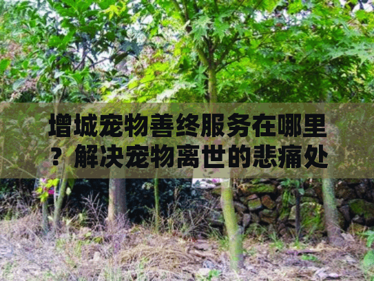 增城宠物善终服务在哪里？解决宠物离世的悲痛处理