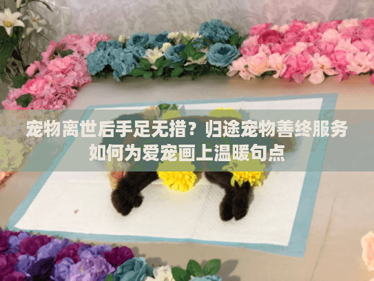 宠物离世后手足无措？归途宠物善终服务如何为爱宠画上温暖句点