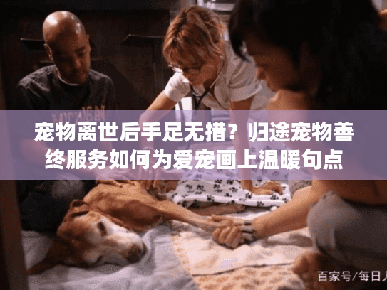 宠物离世后手足无措？归途宠物善终服务如何为爱宠画上温暖句点