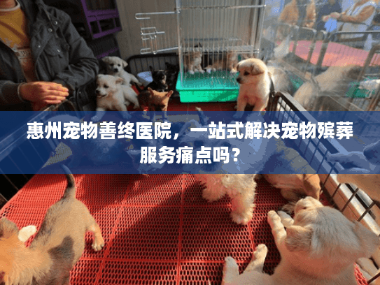 惠州宠物善终医院，一站式解决宠物殡葬服务痛点吗？