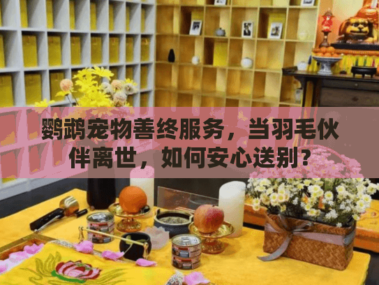 鹦鹉宠物善终服务，当羽毛伙伴离世，如何安心送别？