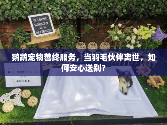 鹦鹉宠物善终服务,当羽毛伙伴离世,如何安心送别?