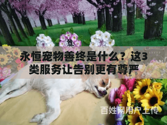 永恒宠物善终是什么？这3类服务让告别更有尊严