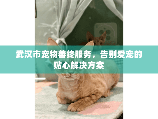 武汉市宠物善终服务，告别爱宠的贴心解决方案