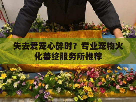 失去爱宠心碎时？专业宠物火化善终服务所推荐
