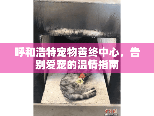 呼和浩特宠物善终中心，告别爱宠的温情指南