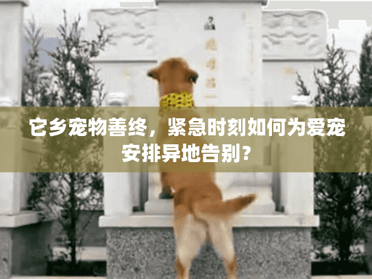它乡宠物善终，紧急时刻如何为爱宠安排异地告别？