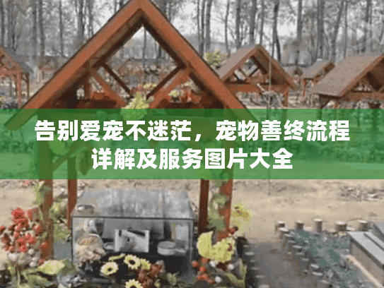 告别爱宠不迷茫，宠物善终流程详解及服务图片大全