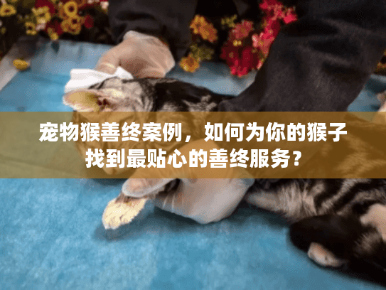 宠物猴善终案例，如何为你的猴子找到最贴心的善终服务？