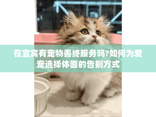在宜宾有宠物善终服务吗?如何为爱宠选择体面的告别方式