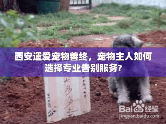 西安遗爱宠物善终，宠物主人如何选择专业告别服务?