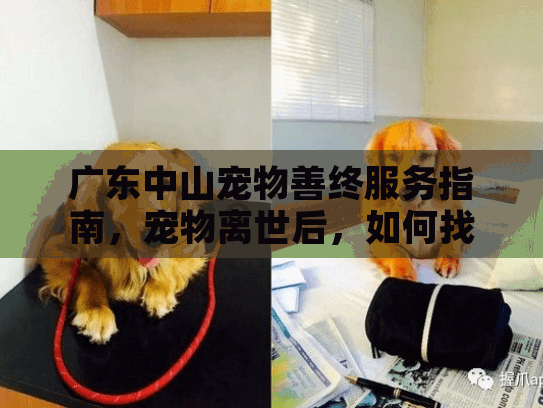 广东中山宠物善终服务指南，宠物离世后，如何找到专业关怀？
