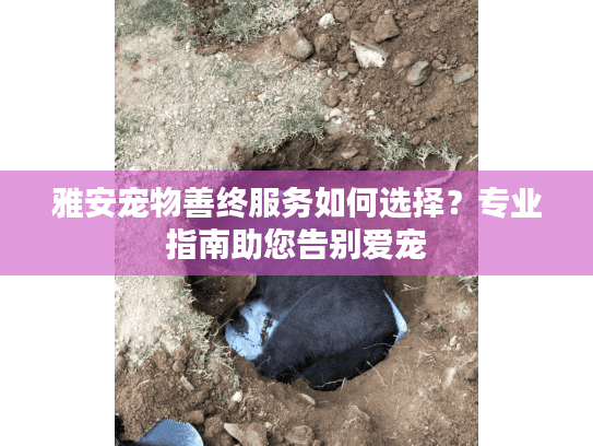 雅安宠物善终服务如何选择？专业指南助您告别爱宠