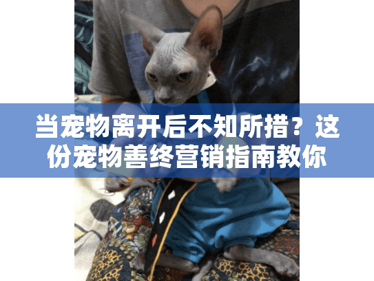 当宠物离开后不知所措？这份宠物善终营销指南教你如何专业告别