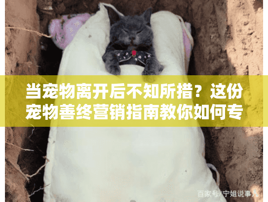 当宠物离开后不知所措？这份宠物善终营销指南教你如何专业告别